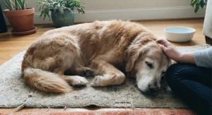 Starszy, siwy na pyszczku golden retriever śpiący na dywanie, głaskany po głowie przez leżącego obok opiekuna.