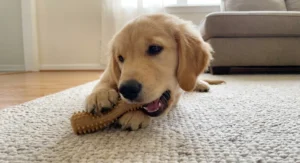 Szczeniak golden retrievera leży na jasnym dywanie i obgryza gumowy gryzak z wypustkami.