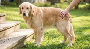 Golden retriever stoi przy drewnianych schodach z ludzką dłonią na jego biodrze.